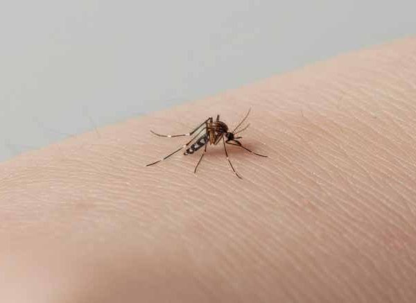 Dengue in Monsoon: Causes & Precautions to Take