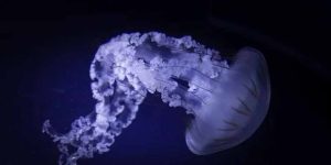 jellyfish-facts