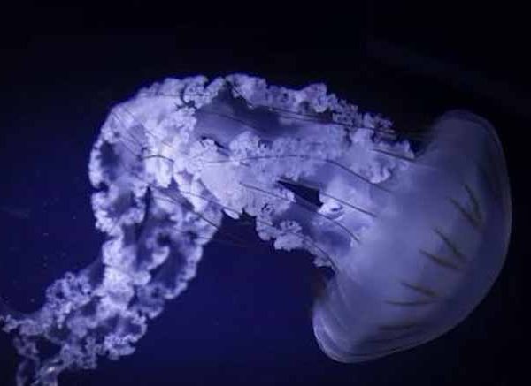  Fascinating Jellyfish Facts for Kids to Discover