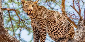 leopard-facts