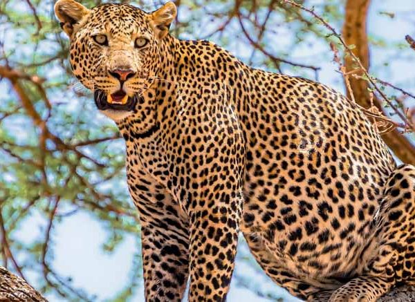 Leopard Facts and Information for Kids