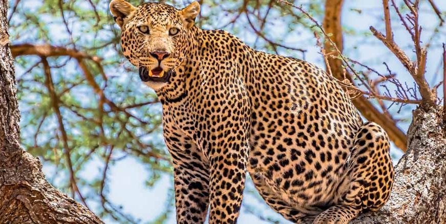 leopard-facts