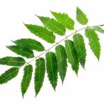 neem-leaves-benefits