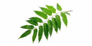 neem-leaves-benefits
