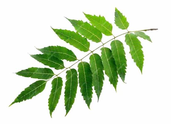 Neem Leaves : Uses, Benefits and Side Effects