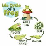 What is the Frog Life Cycle