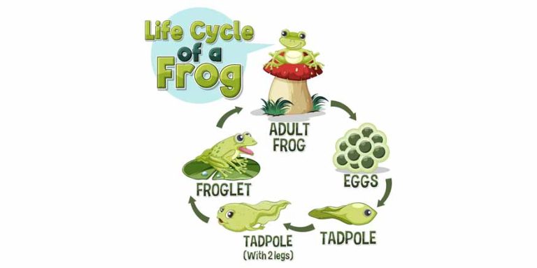 What is the Frog Life Cycle
