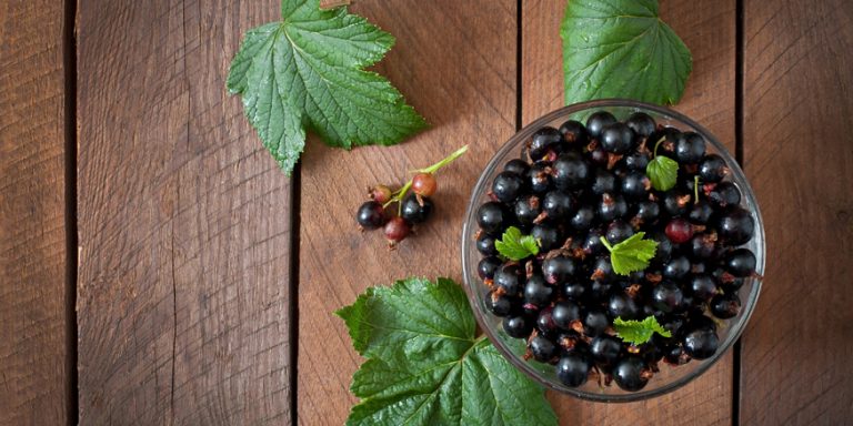 Elderberry-for-Babies-and-Kid-A-Comprehensive-Safety-Guide