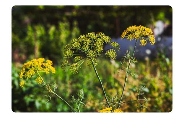 Dill : Monsoon Plants for Butterflies