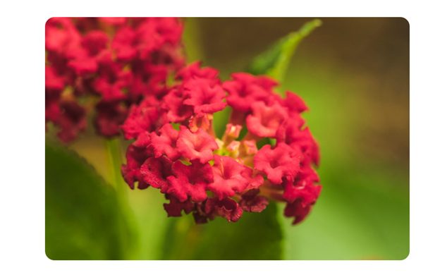 Lantana : Monsoon Plants for Butterflies