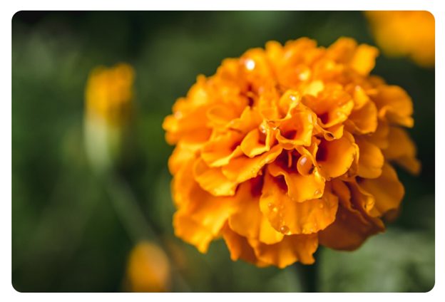 Marigold : Monsoon Plants for Butterflies