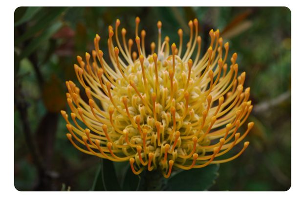 Milkweed : Monsoon Plants for Butterflies