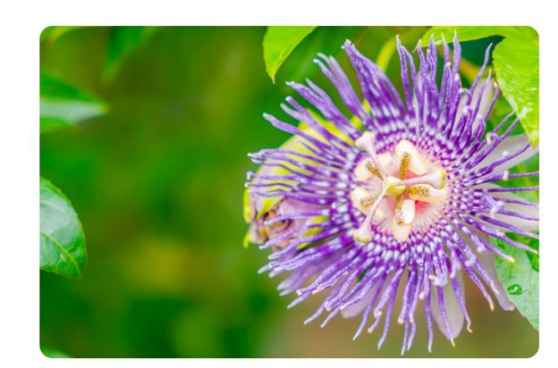 Passion flower: Monsoon Plants for Butterflies