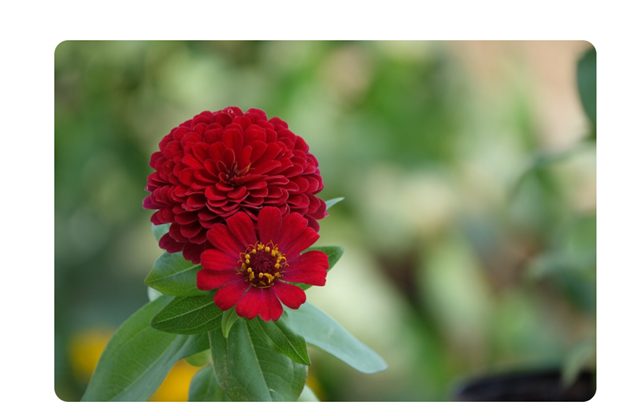 Zinnia : Monsoon Plants for Butterflies