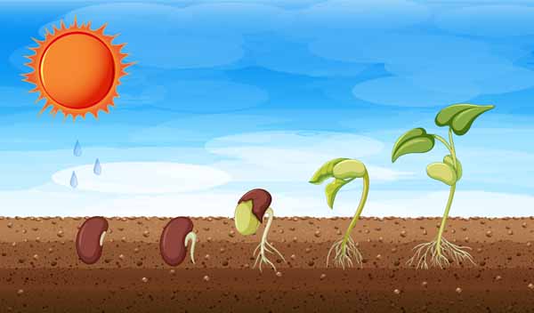 The Kind Seed