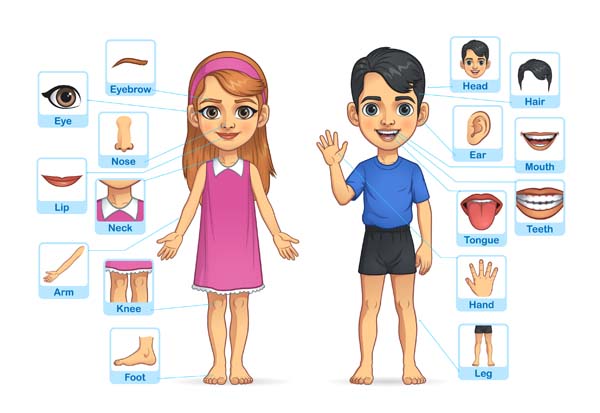 External Body Parts
