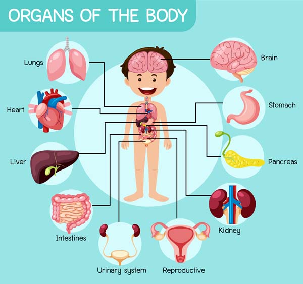 Internal Body Parts Of Boys