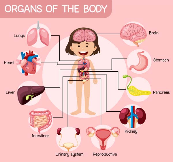 Internal Body Parts Of Girls