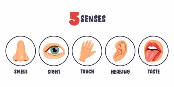 Body Parts to Senses