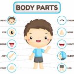 body-parts-for-kids