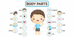 body-parts-for-kids