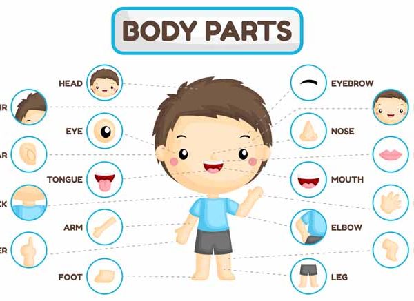 body-parts-for-kids