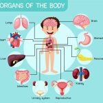 Body Organs for Kids - Names, Functions, and Fun Learning Activities