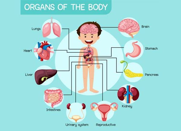 Body Organs for Kids - Names, Functions, and Fun Learning Activities