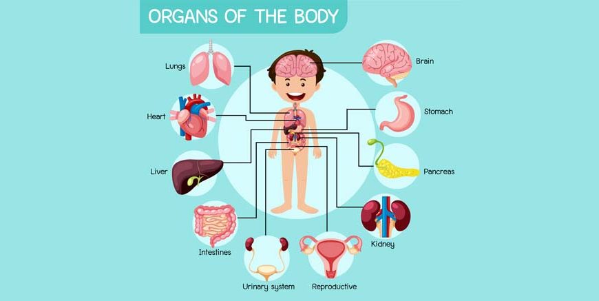 Body Organs for Kids - Names, Functions, and Fun Learning Activities