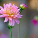 Flowering Plants: Learn Definition, Parts and Examples