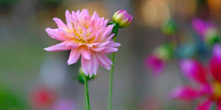 Flowering Plants: Learn Definition, Parts and Examples