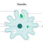 Amoeba Structure, Parts & Functions Explained for Students