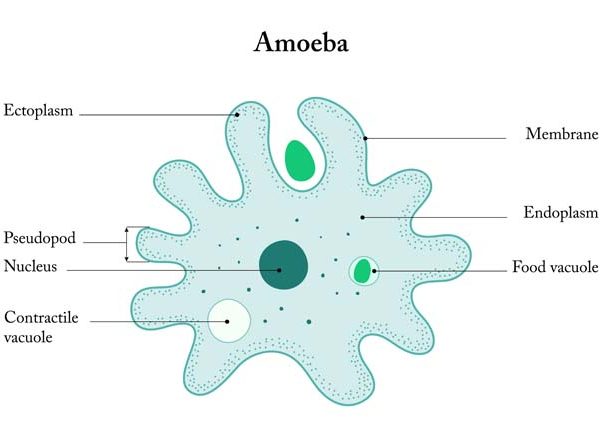 Amoeba Structure, Parts & Functions Explained for Students