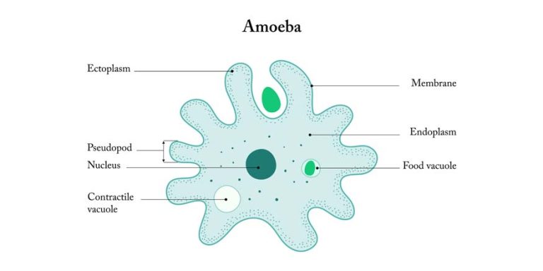 Amoeba Structure, Parts & Functions Explained for Students