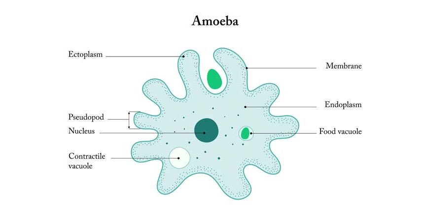Amoeba Structure, Parts & Functions Explained for Students