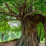 Banyan Tree Explained for Children – Facts, Uses & Importance