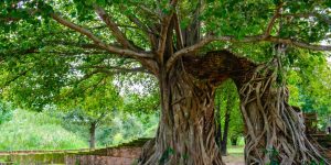 Banyan Tree Explained for Children – Facts, Uses & Importance