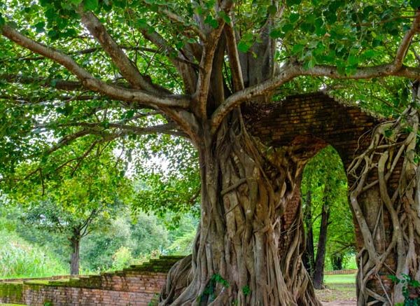 Banyan Tree Explained for Children – Facts, Uses & Importance