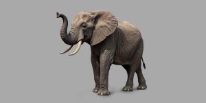 Essay on Elephant in English for Classes 1, 2, 3 Students 10 Lines & Paragraph