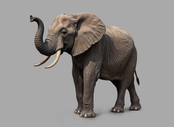 Essay on Elephant in English for Classes 1, 2, 3 Students 10 Lines & Paragraph
