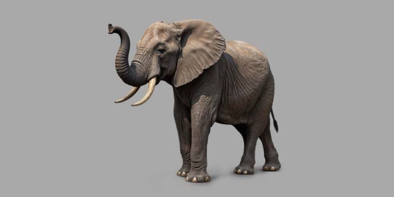 Essay on Elephant in English for Classes 1, 2, 3 Students 10 Lines & Paragraph