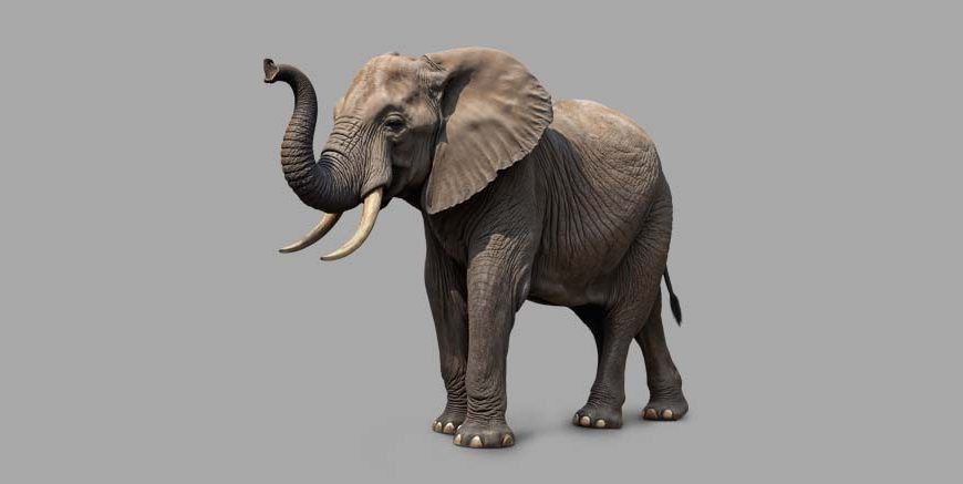 Essay on Elephant in English for Classes 1, 2, 3 Students 10 Lines & Paragraph