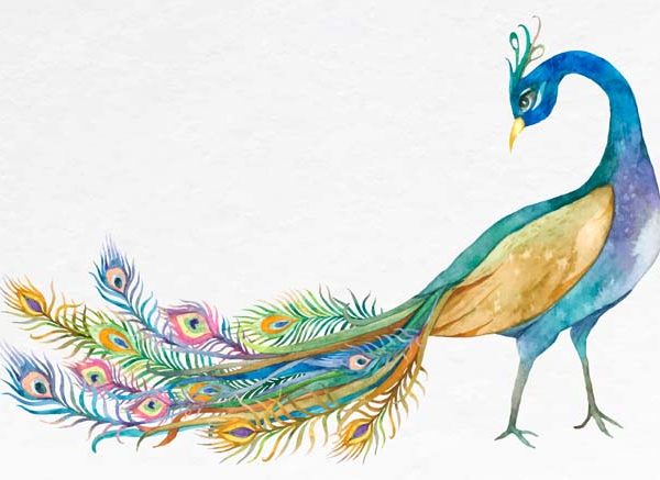 Peacock Essay for Children – 10 Lines, Facts & Short Writing