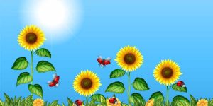 Sunflower Facts for Kids Learn About Parts, Growth and Uses