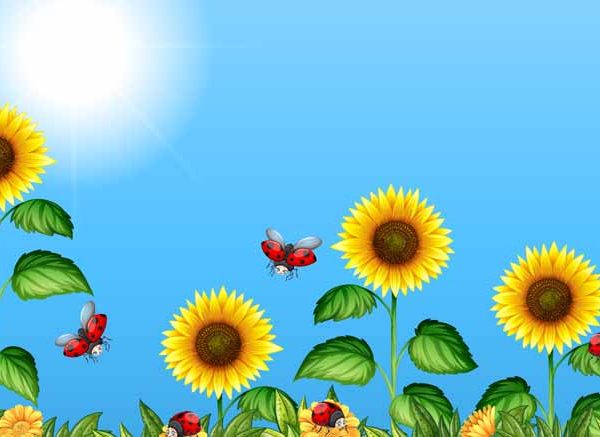 Sunflower Facts for Kids Learn About Parts, Growth and Uses