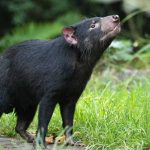 Amazing Facts About Honey Badger: EVS Live Class 2026