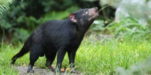 Amazing Facts About Honey Badger: EVS Live Class 2026