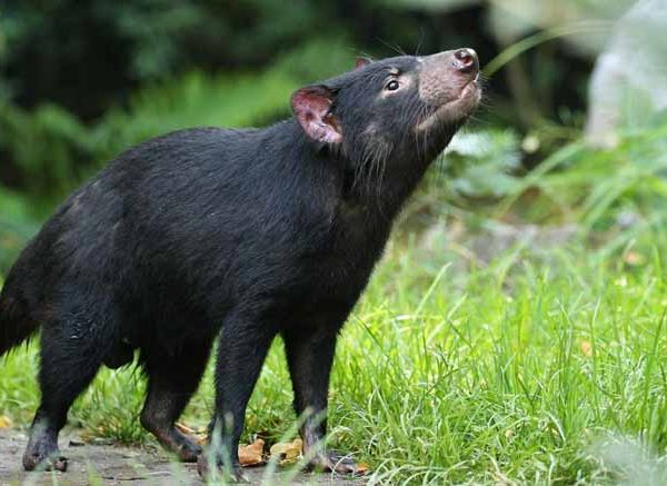 Amazing Facts About Honey Badger: EVS Live Class 2026