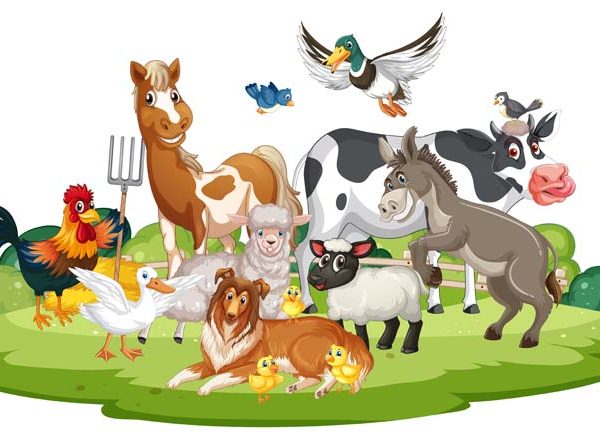 Farm Animal Names In English For Kids