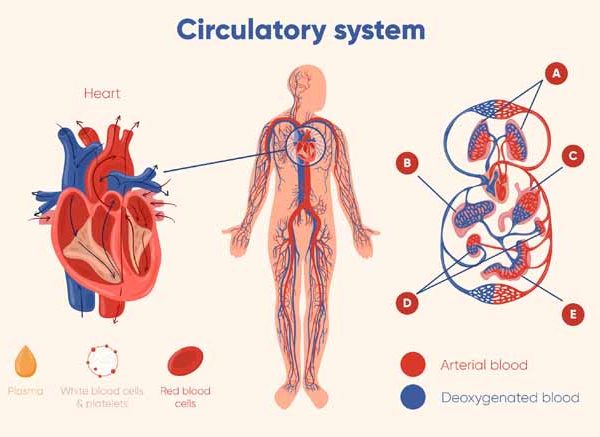 Circulatory System Explained for Kids: Functions & Examples